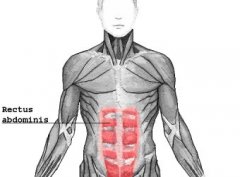 abdominal muscle anatomy