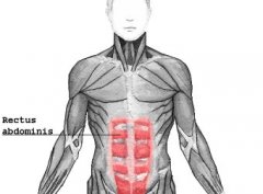 Rectus abdominal muscles abdominal muscle anatomy