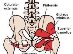 anatomy of low back muscles