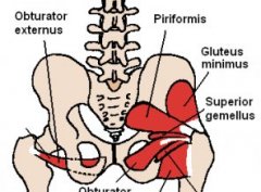 Buttock area muscles diagram anatomy of low back muscles
