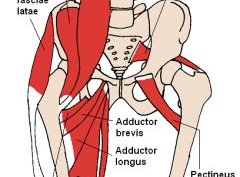 Diagram of the abdominal area and key muscles