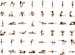 Various Yoga Poses
